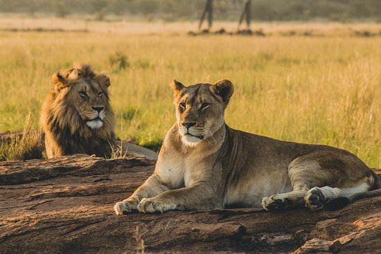 Lion in Amboseli